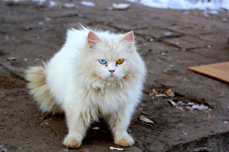 Gato blanco sucio