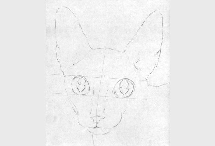 Dibujamos el Cornish Rex