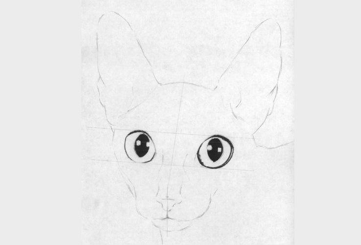 Dibujamos el Cornish Rex