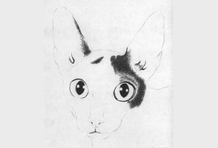 Dibujamos el Cornish Rex