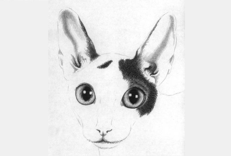 Dibujamos el Cornish Rex