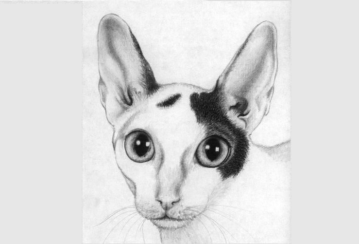 Esbozo de un Cornish Rex