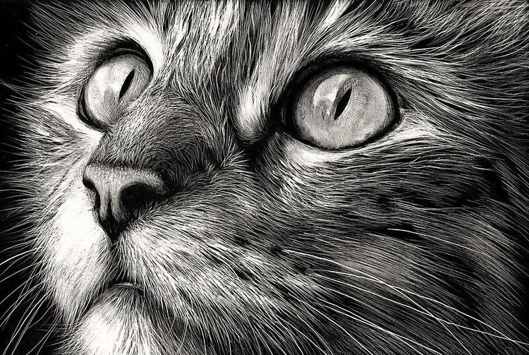Dibujo de un gato a lápiz
