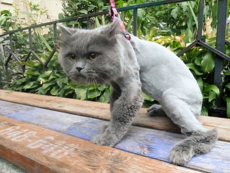 Gato estresado después del corte