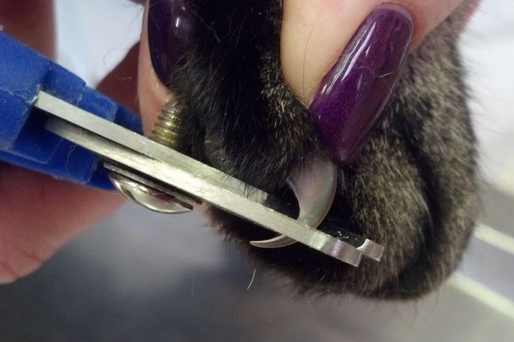 Corte de uñas al gato