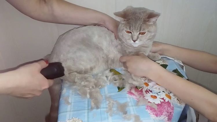 Corte del pelo con máquina