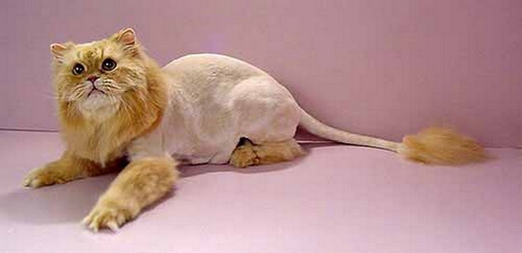Gato con mechón en la cola