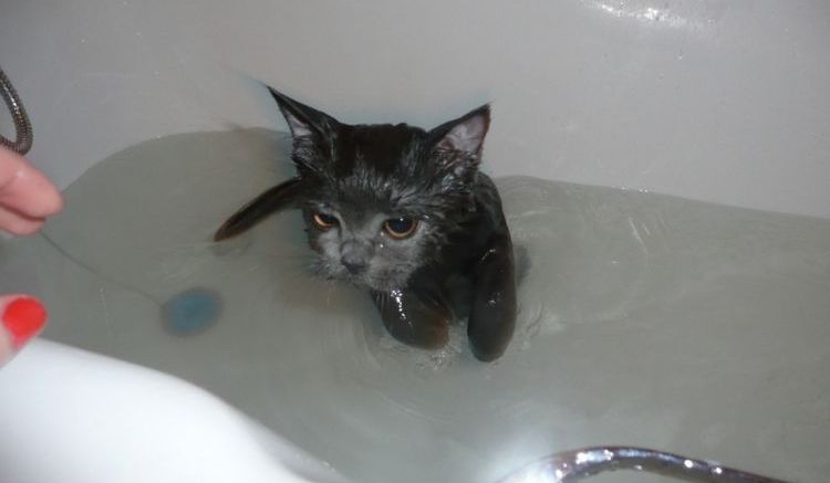 Cómo lavar a un gato en el baño