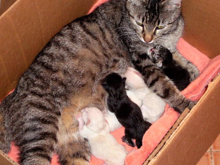 Katze mit Kätzchen in einer Kiste