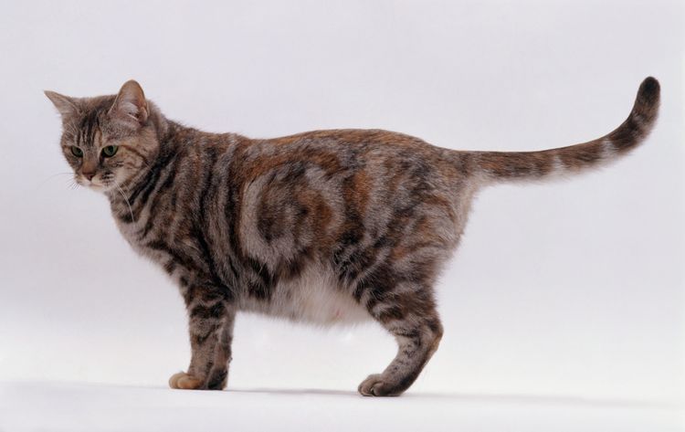 Trächtige Katze steht