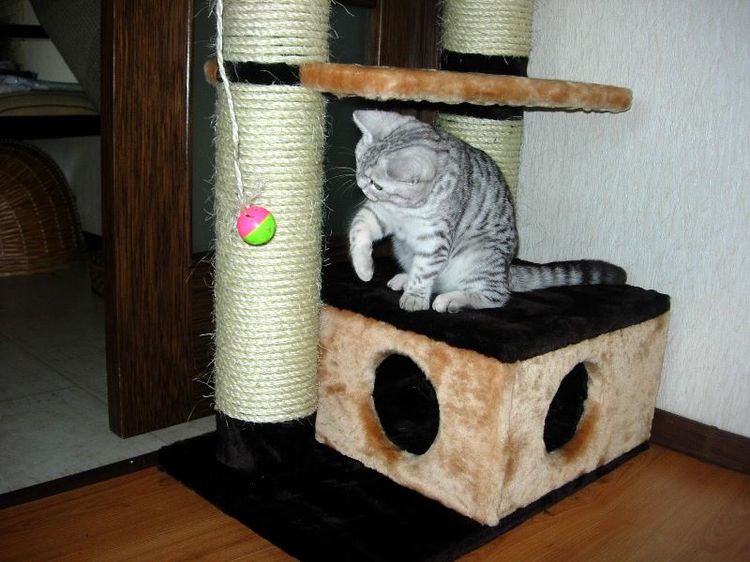 El gatito juega en la casita
