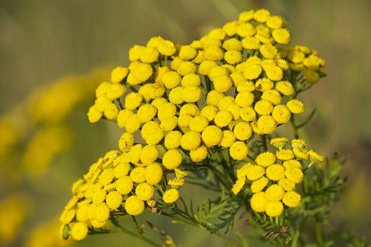 Flores de tanaceto
