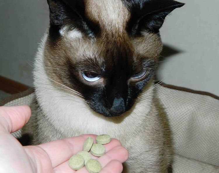 El gato no come medicamentos