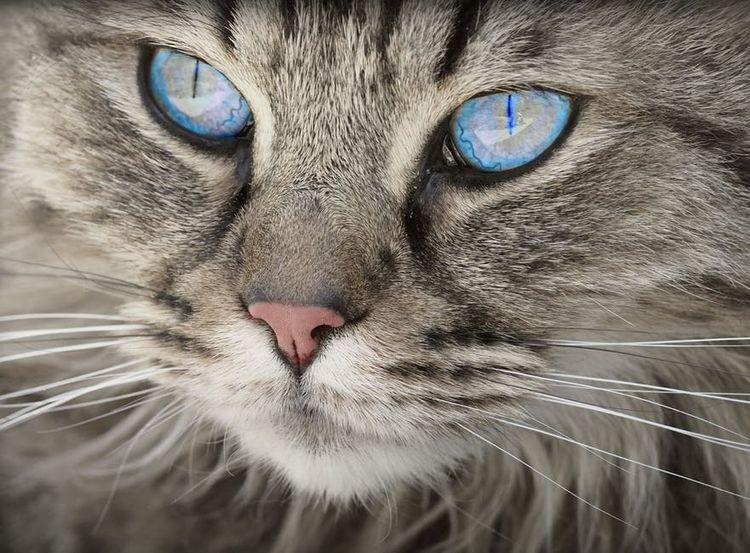 Gato de ojos azules