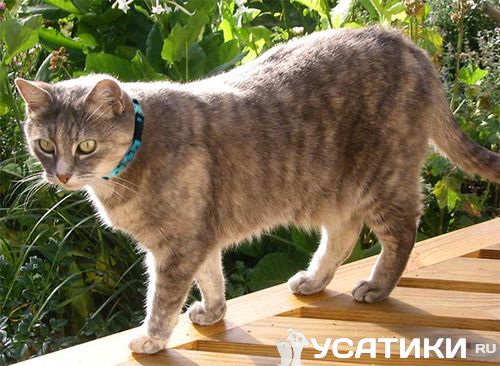 Gato gris con collar