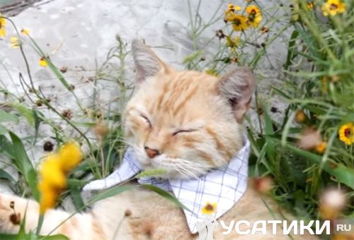 Gato con collar de volante