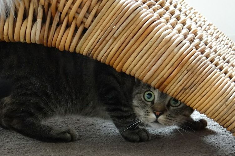 El gato se esconde