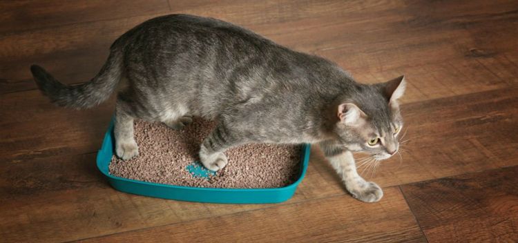 El gato va a la bandeja sanitaria