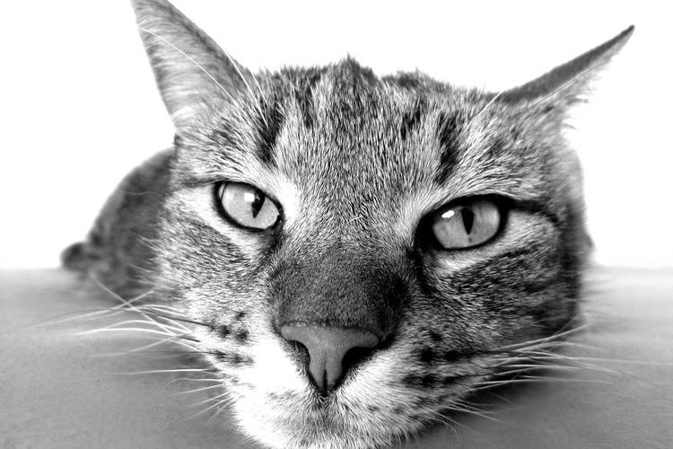 Gato tranquilo tumbado