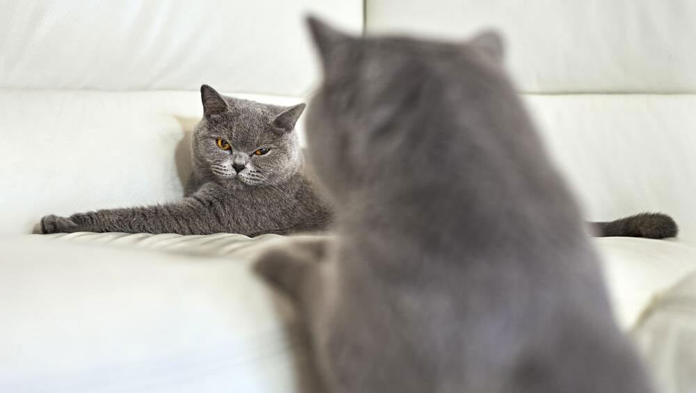 Kater und Katze