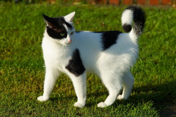 Die Katze ist wütend