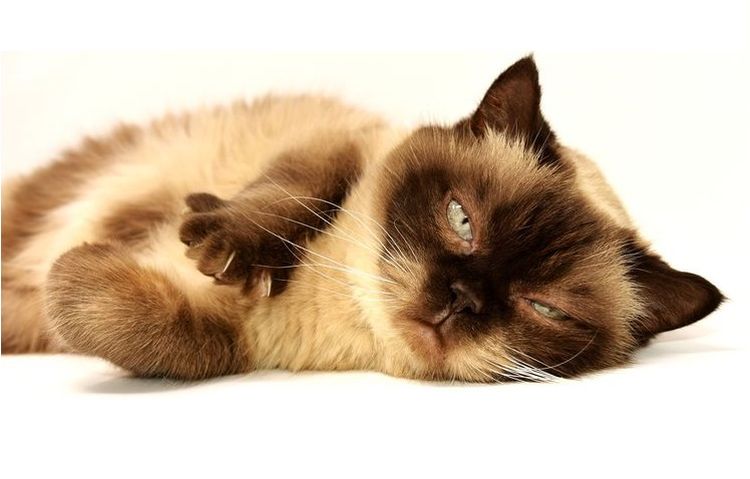 Siamkatze nach der Paarung