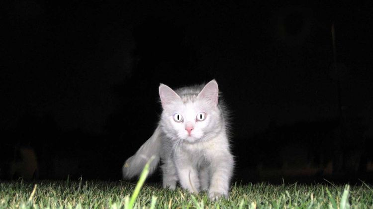 El gato caza de noche