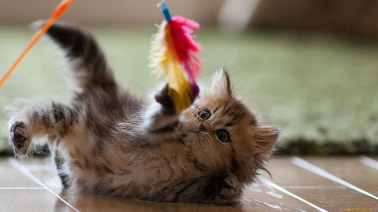 El gatito juega con una pluma