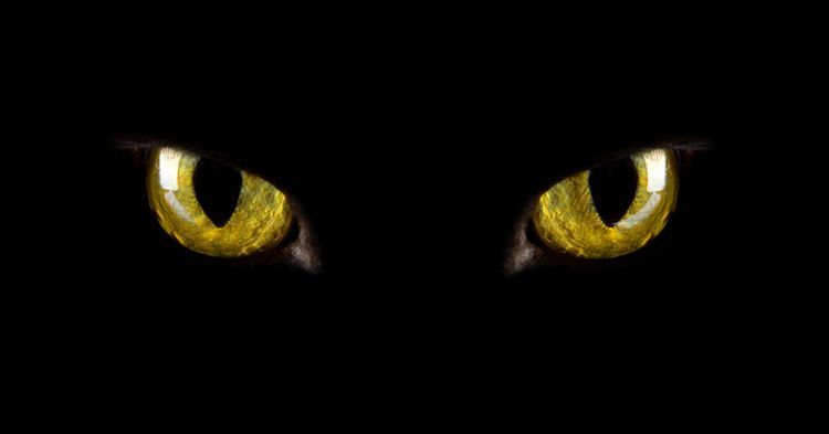 Ojos felinos verdes