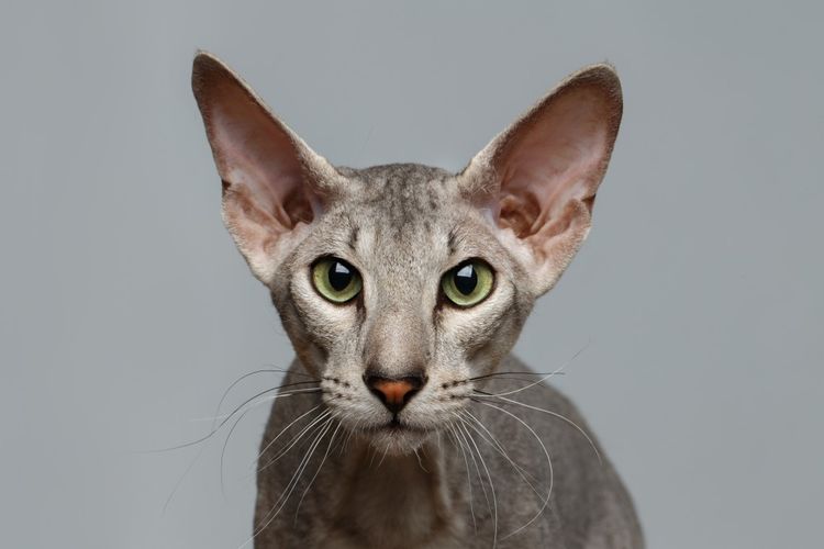 • Peterbald (esfinge de San Petersburgo)