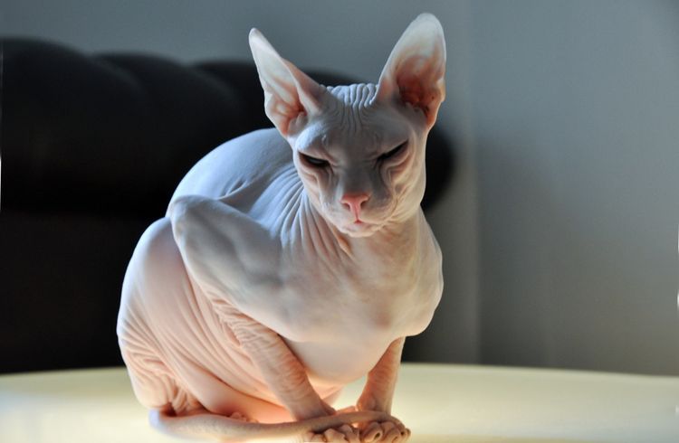 Donskoy Sphynx