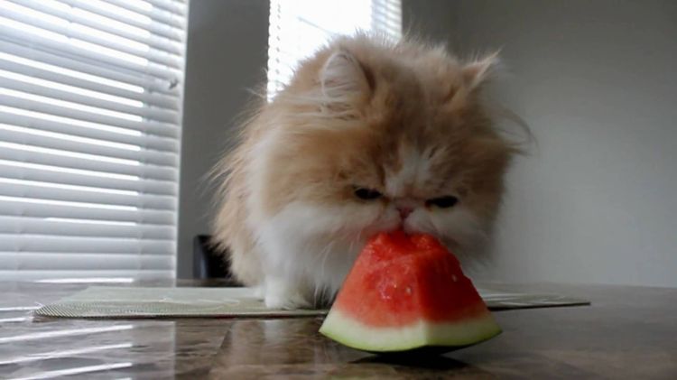 Gato comiendo sandía