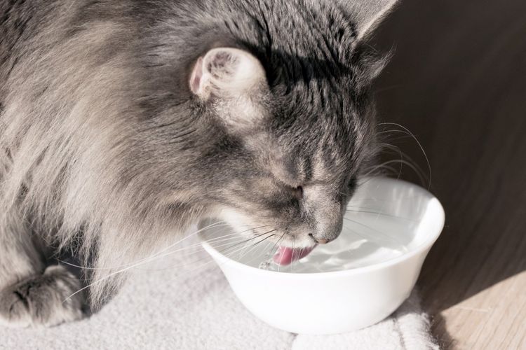 El gato bebe agua