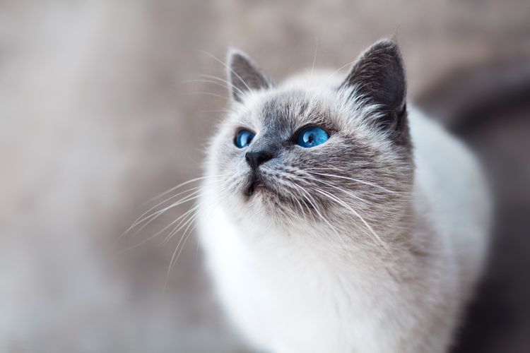 Gato con ojos azules