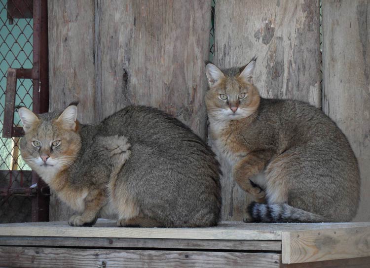 Cuidado de los gatos de la jungla