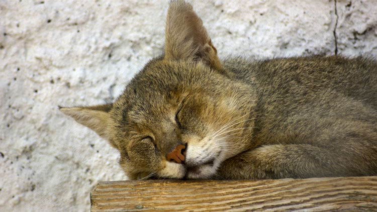 Gato de la jungla