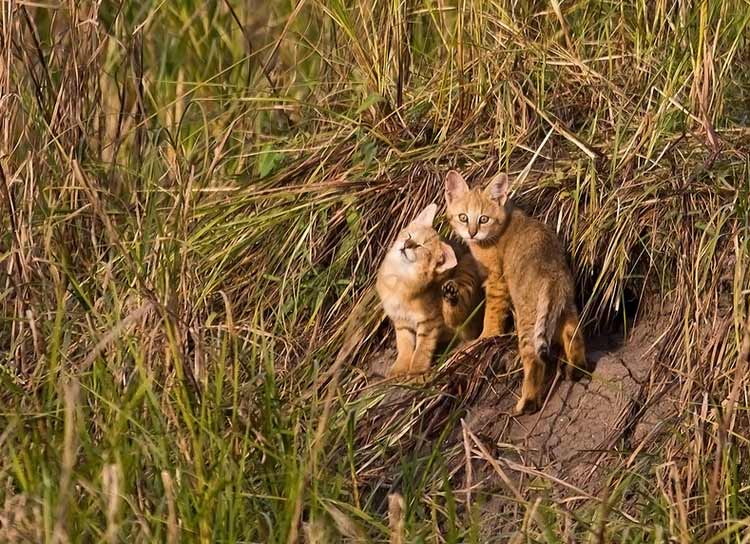 cuánto cuestan los gatitos de gato de los juncos