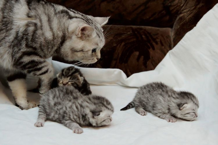 Gatitos de una semana de edad