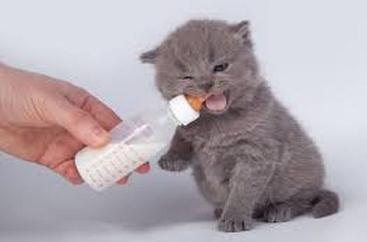 Alimentación complementaria del gatito de tres semanas