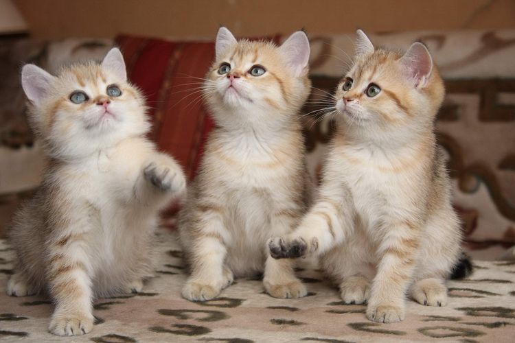 Gatitos de tres meses