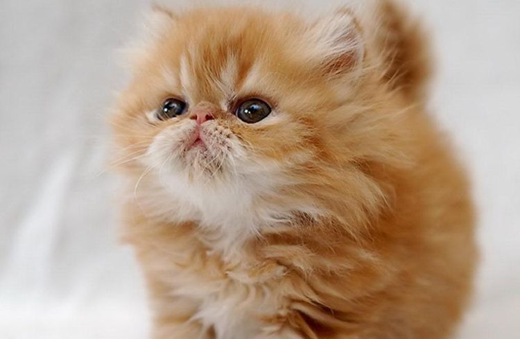 Gatito persa naranja