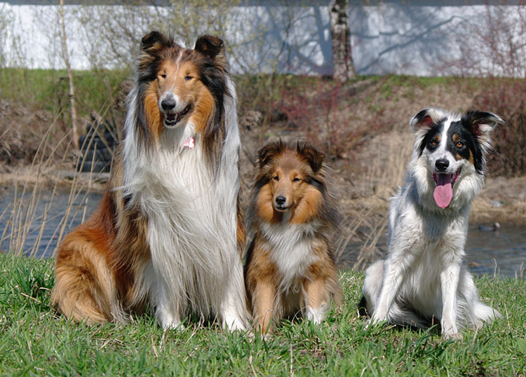 collie, Sheltie y border collie