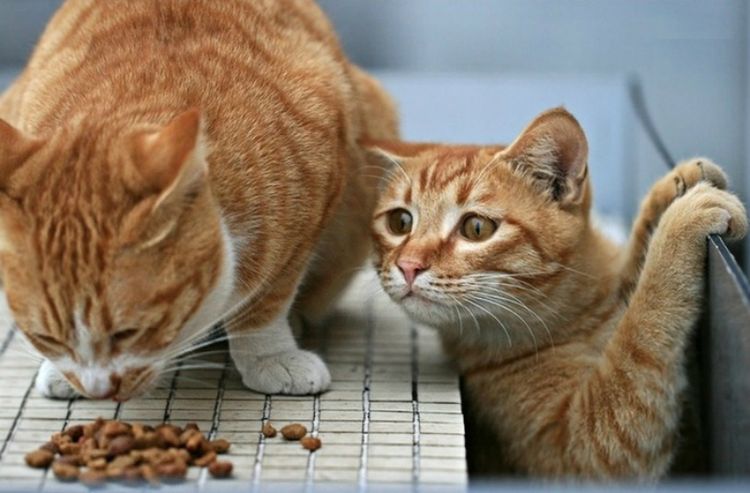 El gatito observa al gato