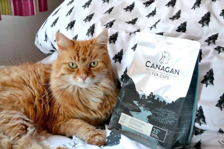Gato junto al paquete de alimento Canagan