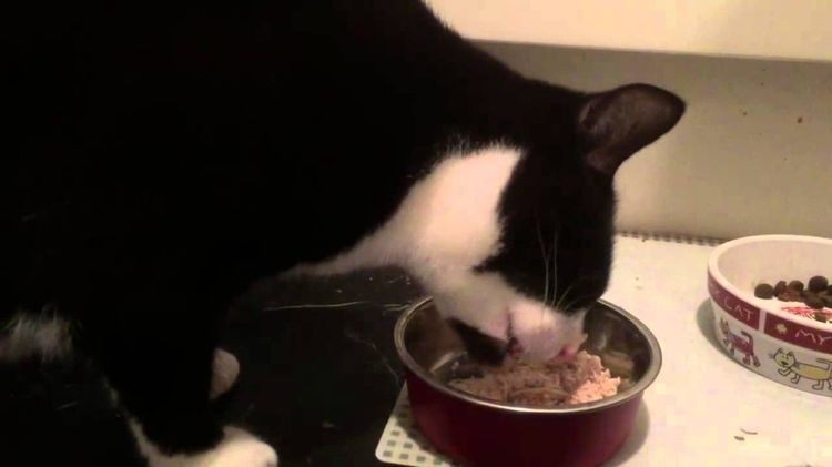 El gato come alimento húmedo de Canagan