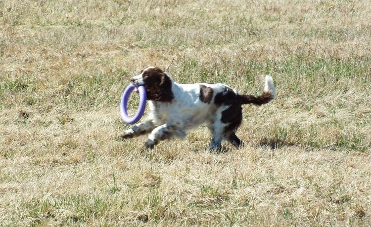Spaniel ruso jugando