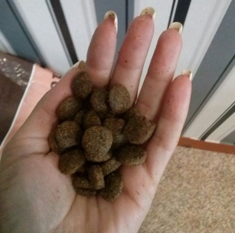 Gránulos de pienso seco Dilli para perros