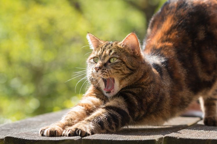 El gato bosteza