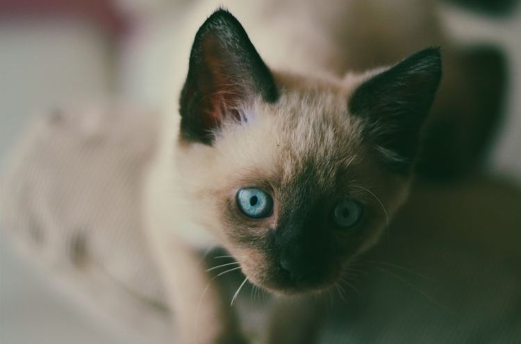 Gatito con ojos azules