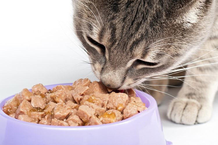 El gato come comida húmeda